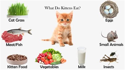 what do kittens eat.